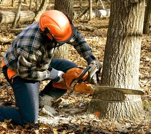 Tree Removal in Sinking Spring, OH